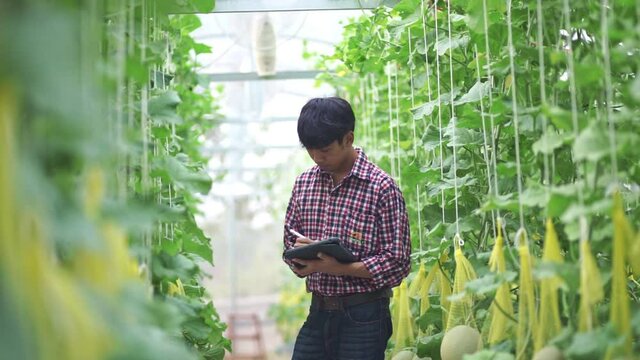 The farmer is checking the quality of the melon at the melon farm in a plastic house