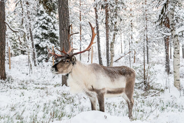 Father Christmas Reindeer in Lapland, Finland