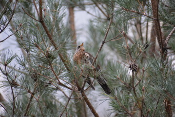 bird on a tree