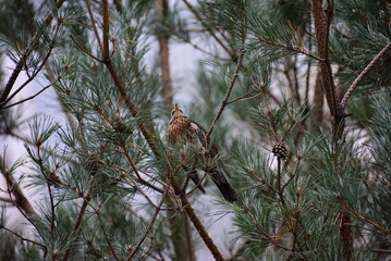 bird on a branch