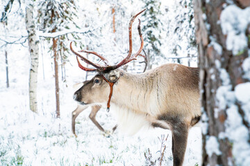 Father Christmas Reindeer in Lapland, Finland