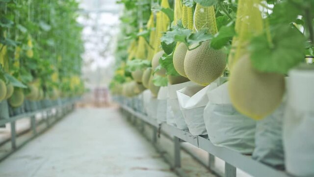Fresh melon on tree in a plastic house farm supported by string melon nets	
