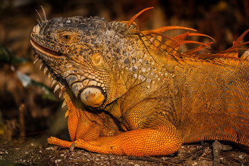 lagarto tomando el sol en la tierra y en los arboles