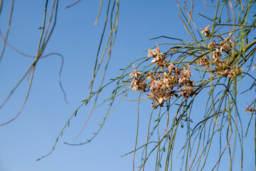 Moringa peregrina is a species of flowering plant in the family Moringaceae that is native to Arabian Peninsula Horn of Africa and Southern Sinai, Egypt and can be found throughout Arabia.