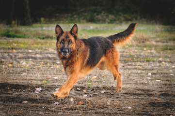 german shepherd dog on grass