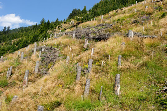 Waldbaulicher Lawinenschutz