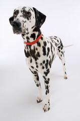 Dalmatian Standing And Looking Up
