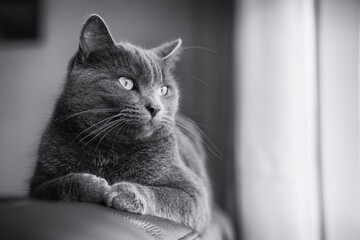 grey Cat on back of sofa black and white