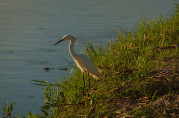 aves de presa blancas volando y cazando en el rio