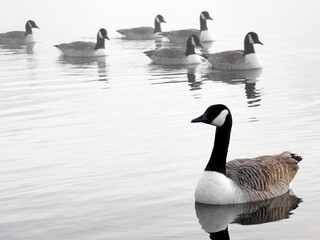 Fototapeta premium wild geese floating on the lake's surface
