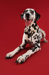 Dalmatian Crouching With Mouth Open