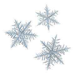 Three snowflakes isolated on white background. Macro photo of real snow crystals: elegant stellar dendrites with ornate shapes, hexagonal symmetry, thin, flat arms and complex inner details.