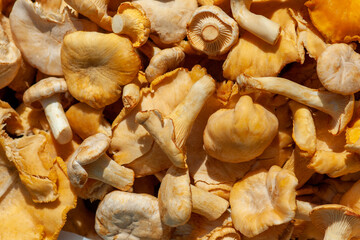 Freshly picked chanterelles - forest mushrooms (Cantharellus cibarius)