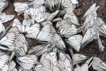 Large group of white butterflies on wet ground. Selective focus.