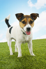 Jack Russell Terrier Standing On Grass Against Sky