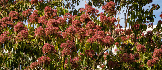 Red flowers on Heptacodium miconioides or Seven son flower trees. Close-up. Bougainvillea Fountain. Recreation Area. Public city park of Krasnodar or "Galitsky Park" for recreation and walks.