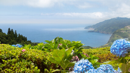 Hortensias bleus aux Açores en été