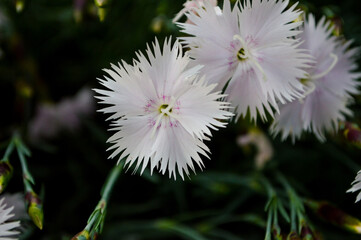 White flower background