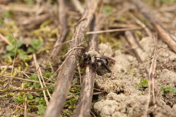 a grey-backed mining bee crawls out its sand nest up to a branch closeup in the forest in springtime