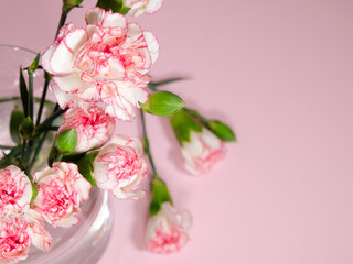Mini carnation flowers in a vase on pink background