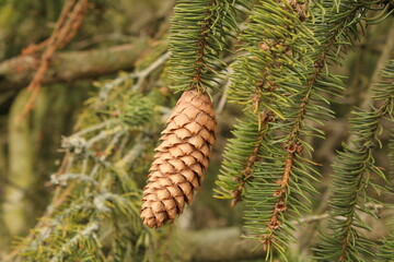 a pine cone at branches with green needles of a fir tree closeup in a forest in autumn