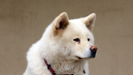 Obraz na płótnie Canvas Outdoor close up portrait of an japanese akita inu dog