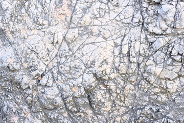 snow on the branches