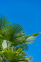 green palm leaves on blue sky background