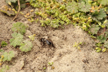 a grey backed mining bee sits in the sand in a forest in the netherlands closeup in springtime