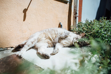 A light gray cat happy asleep at home in southern France