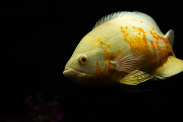 Astronotus ocellatus fish also known as Oscar fish isolated on black background.