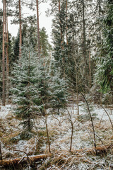 Lightly snowy forest with a Christmas tree