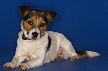 Jack Russell Terrier