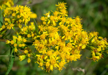 Wildflowers. Twig of flowers of St. John's wort. Beautiful yellow flowers