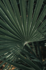 green palm leaves in the garden