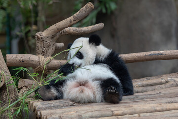 Fototapeta premium Panda baby Bear eating bamboo. Kuala Lumpur. Malaysia.