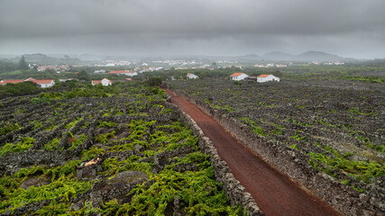 Panorama viticole de Pico dans le brouillard aux Açores