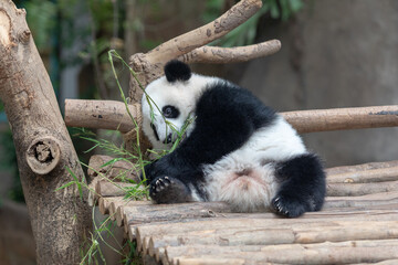 Panda baby Bear eating bamboo. Kuala Lumpur. Malaysia..