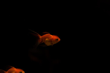 goldfish isolated on black background. Beautiful aquarium fish