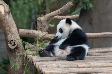 Panda baby Bear eating bamboo. Kuala Lumpur. Malaysia..