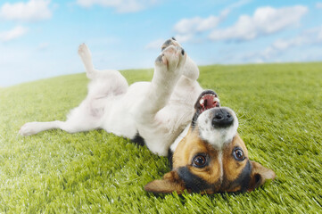 Jack Russell terrier Lying On Back In Grass