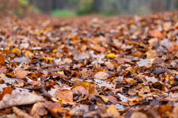 Walkthrough the forest in autumn, Neuwied, Germany