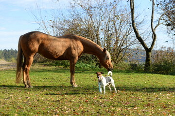 Naklejka na ściany i meble Wunderschönes palomino Pferd im herbstlichen Garten
