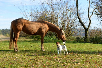 Wunderschönes palomino Pferd im herbstlichen Garten