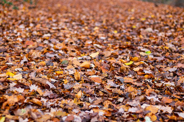 Walkthrough the forest in autumn, Neuwied, Germany