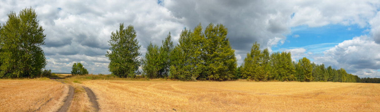 Beautiful sunny rural landscape with overcast sky over the empty golden field © valeriy boyarskiy