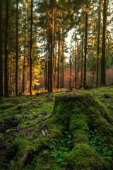 Fototapeta na wymiar Herbstwald im Sonnenlicht