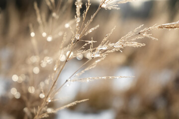 Blurred icy crystals of water on dry grass on sunlight background