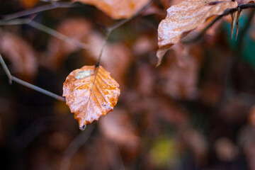 Walkthrough the forest in autumn, Neuwied, Germany