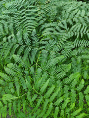 Green ferns leaves forest background